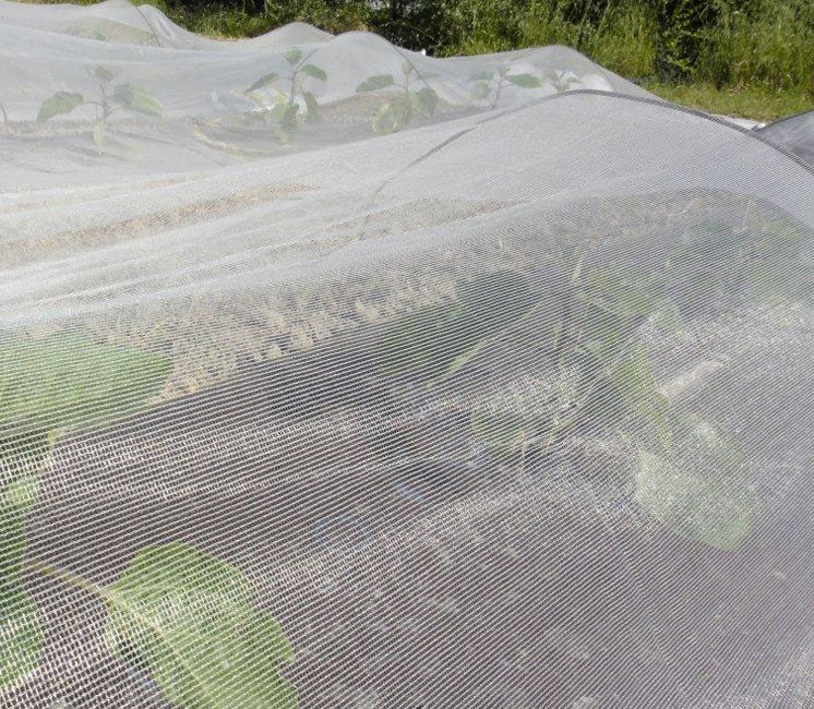 Filet anti-insectes potager 1 x 10 M - Jardin - insectes - printemps - été  - légumes 